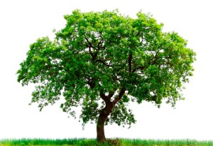 loan-oak-tree
