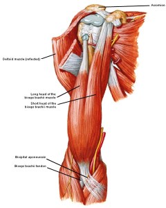 Bicep tendon